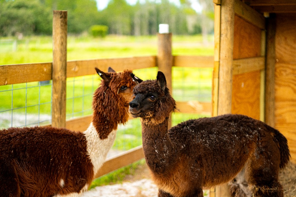 Two fluffy alpacas in a fenced pasture at Sisira Farms