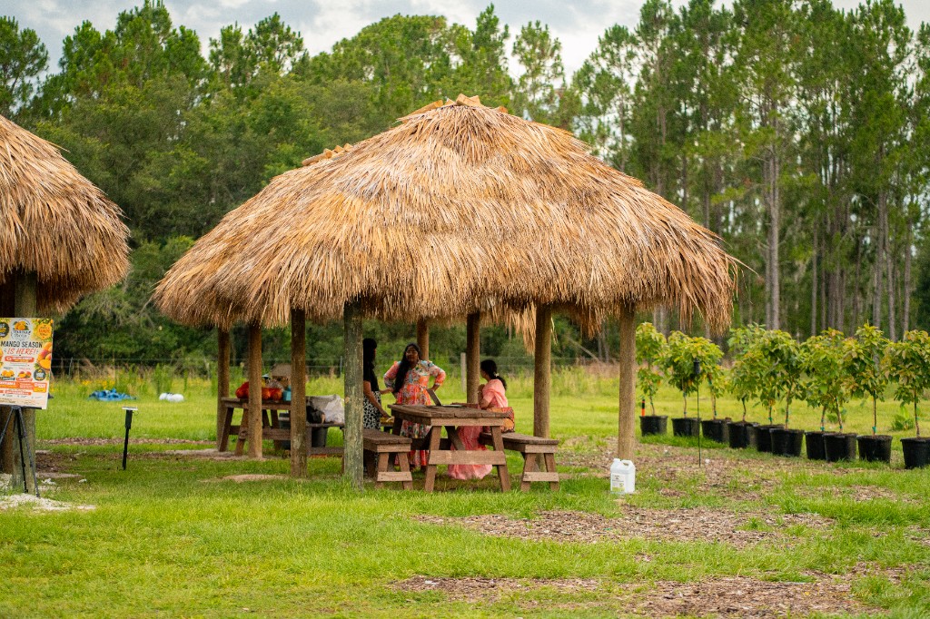Visitors gathered under a thatched roof at the farm