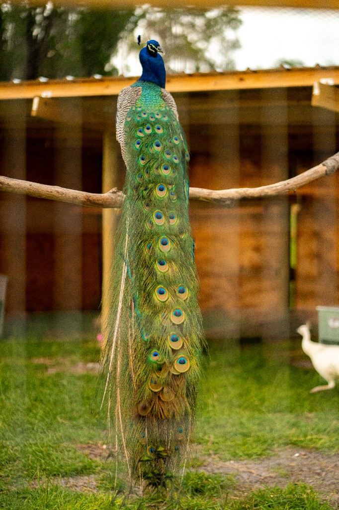 Male peacock with iridescent tail feathers on the farm